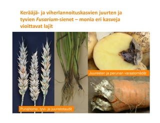 © Luonnonvarakeskus10
Kerääjä- ja viherlannoituskasvien juurten ja
tyvien Fusarium-sienet – monia eri kasveja
vioittavat lajit
Punahome, tyvi- ja juuristotaudit
Juuresten ja perunan varastomädät
 