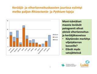 © Luonnonvarakeskus12
Moni-isäntäiset
maasta leviävät
patogeenit olivat
yleisiä viherlannoitus-
ja kerääjäkasveissa
• Käytännön merkitys
viljelykierron
kasveille?
• Elävät myös
satojätteissä
0
20
40
60
Pythium
R.solani
Botrytis
Kerääjä- ja viherlannoituskasvien juurissa esiintyi
melko paljon Rhizoctonia- ja Pythium-lajeja
 