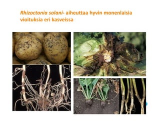 © Luonnonvarakeskus14
Rhizoctonia solani- aiheuttaa hyvin monenlaisia
vioituksia eri kasveissa
 