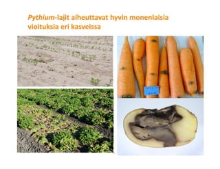 © Luonnonvarakeskus15
Pythium-lajit aiheuttavat hyvin monenlaisia
vioituksia eri kasveissa
 