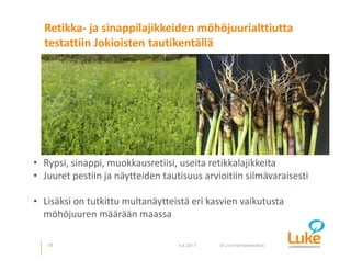 © Luonnonvarakeskus
Retikka- ja sinappilajikkeiden möhöjuurialttiutta
testattiin Jokioisten tautikentällä
17 4.4.2017
• Rypsi, sinappi, muokkausretiisi, useita retikkalajikkeita
• Juuret pestiin ja näytteiden tautisuus arvioitiin silmävaraisesti
• Lisäksi on tutkittu multanäytteistä eri kasvien vaikutusta
möhöjuuren määrään maassa
 
