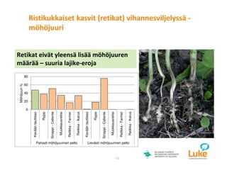 © Luonnonvarakeskus18
Retikat eivät yleensä lisää möhöjuuren
määrää – suuria lajike-eroja
0
20
40
60
80
Kevääntautitaso
Rypsi
Sinappi-Caliente
Muokkausretiisi
Retikka-Farmer
Retikka-Ikarus
Kevääntautitaso
Rypsi
Sinappi-Caliente
Muokkausretiisi
Retikka-Farmer
Retikka-Ikarus
Pahasti möhöjuurinen pelto Lievästi möhöjuurinen pelto
Möhöjuuri%
Ristikukkaiset kasvit (retikat) vihannesviljelyssä -
möhöjuuri
 