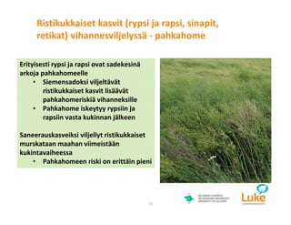 © Luonnonvarakeskus19
Erityisesti rypsi ja rapsi ovat sadekesinä
arkoja pahkahomeelle
• Siemensadoksi viljeltävät
ristikukkaiset kasvit lisäävät
pahkahomeriskiä vihanneksille
• Pahkahome iskeytyy rypsiin ja
rapsiin vasta kukinnan jälkeen
Saneerauskasveiksi viljellyt ristikukkaiset
murskataan maahan viimeistään
kukintavaiheessa
• Pahkahomeen riski on erittäin pieni
Ristikukkaiset kasvit (rypsi ja rapsi, sinapit,
retikat) vihannesviljelyssä - pahkahome
 