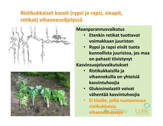 © Luonnonvarakeskus21
Maanparannusvaikutus
• Etenkin retikat tuottavat
voimakkaan juuriston
• Rypsi ja rapsi eivät tuota
kunnollista juuristoa, jos maa
on pahasti tiivistynyt
Kasvinsuojeluvaikutukset
• Ristikukkaisilla ja
vihanneksilla on yhteisiä
kasvintuhoojia
• Glukosinolaatit voivat
vähentää kasvintuhoojia
• Ei tiloille, joilla tuotannossa
ristikukkaisia
vihanneskasveja
Ristikukkaiset kasvit (rypsi ja rapsi, sinapit,
retikat) vihannesviljelyssä
 