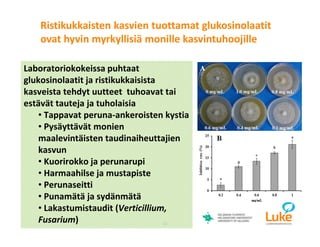 © Luonnonvarakeskus22
Laboratoriokokeissa puhtaat
glukosinolaatit ja ristikukkaisista
kasveista tehdyt uutteet tuhoavat tai
estävät tauteja ja tuholaisia
• Tappavat peruna-ankeroisten kystia
• Pysäyttävät monien
maalevintäisten taudinaiheuttajien
kasvun
• Kuorirokko ja perunarupi
• Harmaahilse ja mustapiste
• Perunaseitti
• Punamätä ja sydänmätä
• Lakastumistaudit (Verticillium,
Fusarium)
Ristikukkaisten kasvien tuottamat glukosinolaatit
ovat hyvin myrkyllisiä monille kasvintuhoojille
 