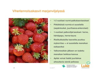 © Luonnonvarakeskus25 4.4.2017
• 1-2 vuotiset nurmi-palkokasviseokset
• Pitkäikäisiä nurmia ei suositella
(sepäntoukat, juurihaava-ankeroiset)
• 1-vuotiset palkoviljat/seokset: herne,
härkäpapu, herne-kaura
• Ristikukkaisilta kasveilta puuttuu
mykorritsa -> ei suositella mansikan
esikasviksi
• Valkomesikän jälkeen on todettu
mansikan heikkoa kasvua
• Apilat voivat lisätä juurilahoa
aiheuttavia sieniä pellossa
Viherlannoituskasvit marjanviljelyssä
 