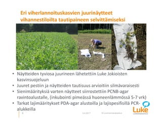 © Luonnonvarakeskus
Eri viherlannoituskasvien juurinäytteet
vihannestiloilta tautipaineen selvittämiseksi
5 4.4.2017
• Näytteiden tyviosa juurineen lähetettiin Luke Jokioisten
kasvinsuojeluun
• Juuret pestiin ja näytteiden tautisuus arvioitiin silmävaraisesti
• Sienimäärityksiä varten näytteet siirrostettiin PCNB-agar
ravintoalustalle, (inkubointi pimeässä huoneenlämmössä 5-7 vrk)
• Tarkat lajimääritykset PDA-agar alustoilla ja lajispesifisillä PCR-
alukkeilla
 