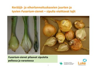 © Luonnonvarakeskus8
Fusarium-sienet pilaavat sipuleita
pellossa ja varastossa
Kerääjä- ja viherlannoituskasvien juurten ja
tyvien Fusarium-sienet – sipulia vioittavat lajit
 