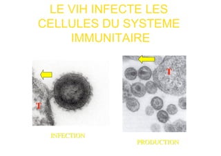 LE VIH INFECTE LES
CELLULES DU SYSTEME
    IMMUNITAIRE
 