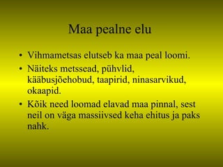 Maa pealne elu  Vihmametsas elutseb ka maa peal loomi. Näiteks metssead, pühvlid, kääbusjõehobud, taapirid, ninasarvikud, okaapid. Kõik need loomad elavad maa pinnal, sest neil on väga massiivsed keha ehitus ja paks nahk. 