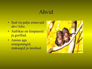 Ahvid Seal on palju erinevaid ahvi liike. Aafrikas on šimpansid ja gorillad. Aasias aga orangutangid, makaagid ja laisikud.  
