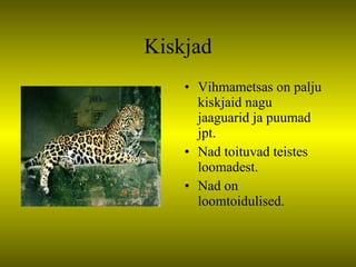Kiskjad Vihmametsas on palju kiskjaid nagu jaaguarid ja puumad jpt. Nad toituvad teistes loomadest. Nad on loomtoidulised. 