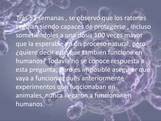 Tras 52 semanas , se observó que los ratones
seguían siendo capaces de protegerse , incluso
sometiéndoles a una dosis 100 veces mayor
que la esperable en un proceso natural, pero
¿quiere decir esto que también funcione en
humanos? Todavía no se conoce respuesta a
esta pregunta, pero es imposible asegurar que
vaya a funcionar, pues anteriormente
experimentos que funcionaban en
animales, nunca llegaron a funcionar en
humanos.
 