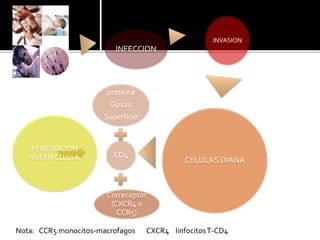 INFECCION
INVASION
CELULAS DIANA
proteina
Gp120
Superficie
CD4
Correceptor
(CXCR4 o
CCR5)
PENETRACION
VIH EN CELULA
Nota: CCR5 monocitos-macrofagos CXCR4 linfocitosT-CD4
 