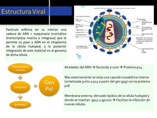 EstructuraViral
Transcriptasa
inversa
Integrasa
proteasa
Gen
Pol
Partícula esférica en su interior una
cadena de ARN + maquinaria enzimática
(transcriptasa inversa e integrasa) que le
permite su paso a ADN en el citoplasma
de la célula huésped, y la posterior
integración de este material en el genoma
de dicha célula.
Alrededor del ARN  Nucloide o core  Proteína p24.
Mas externamente se sitúa una capside icosaédrica interna
(sintetizada junto a p24 a partir del gen gag) con la proteína
p18
Membrana externa, derivado lipídico de la célula huésped y
donde se insertan gp41 y gp120)  Facilitan la infección de
nuevas células.
 