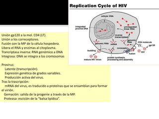 Unión gp120 a la mol. CD4 (LT).
Unión a los correceptores.
Fusión con la MP de la célula hospedera.
Libera el RNA y enzimas al citoplasma.
Trancriptasa inversa: RNA genómico a DNA
Integrasa: DNA se integra a los cromosomas
Provirus:
Latente (transcripción).
Expresión genética de grados variables.
Producción activa del virus.
Tras la trascripción:
mRNA del virus, es traducido a proteínas que se ensamblan para formar
el virión.
Gemación: salida de la progenie a través de la MP.
Proteasa: escisión de la “balsa lipídica”.
 