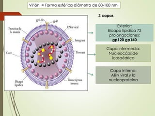 Virión = Forma esférica diámetro de 80-100 nm
Exterior:
Bicapa lipídica 72
prolongaciones:
gp120 gp140
Capa intermedia:
Nucleocápside
icosaédrica
Capa interna:
ARN viral y la
nucleoproteína
3 capas
 