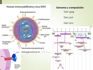 Genoma y composición
Gen gag
Gen pol
Gen env
 