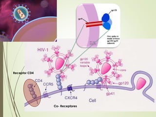 Receptor CD4
Co- Receptores
 