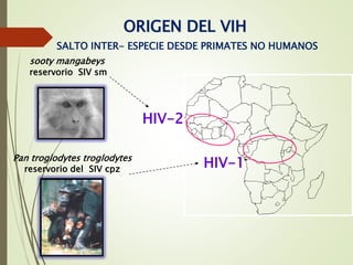 ORIGEN DEL VIH
SALTO INTER- ESPECIE DESDE PRIMATES NO HUMANOS
HIV-2
sooty mangabeys
reservorio SIV sm
Pan troglodytes troglodytes
reservorio del SIV cpz HIV-1
 