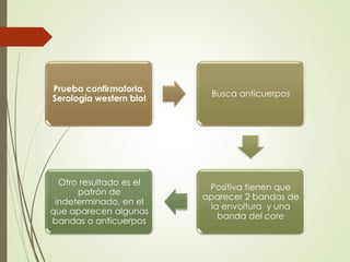Prueba confirmatoria.
Serología western blot
Busca anticuerpos
Positiva tienen que
aparecer 2 bandas de
la envoltura y una
banda del core
Otro resultado es el
patrón de
indeterminado, en el
que aparecen algunas
bandas o anticuerpos
 