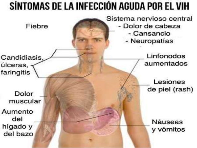 No lo alimente con carne cruda