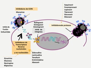 Saquinavir
Fosamprenavir
Lopinavir
Tipranavir
Darunavir
Ritonavir
Raltegravir
Elvitegravir
Dolutegravir
Inhibidores de CCR5
Inhibidores de
Transcriptasa
Reversa
nucleósidos
y no nucleosidos
Inhibidoresde proteasa
Inhib de
integrasa
Maraviroc
Zidovudina
Lamivudina
Tenofovir
Emtricitabina
Abacavir
Etravirina
Efavirenz
Nevirapina
Rilpivirina
Enfuvirtide
Inhib de
Fusión
 
