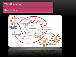 VIH y Embarazo
Ciclo de Vida
 
