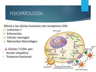 ▪Afecta a las células humanas con receptores CD4:
 Linfocitos T
 Enterocitos
 Células neuroglia
 Monocitos-Macrofagos
▪ ↓ Células T CD4+ por:
• Acción citopática
• Trastorno funcional
FISIOPATOLOGÍA:
 