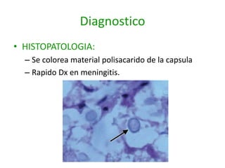 Diagnostico
• HISTOPATOLOGIA:
  – Se colorea material polisacarido de la capsula
  – Rapido Dx en meningitis.
 