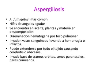 Aspergillosis
• A. fumigatus: mas común
• Hifas de angulos agudos
• Se encuentra en aceite, plantas y materia en
  descomposición.
• Diseminación hematogena por foco pulmonar.
• Invaden vasos sanguineos llevando a hemorragia o
  infartos.
• Puede extenderse por todo el tejido causando
  cerebritis o abscesos.
• Invade base de craneo, orbitas, senos paranasales,
  pares craneanos.
 