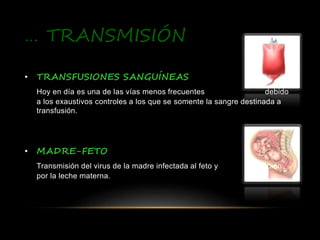 … TRANSMISIÓN
• TRANSFUSIONES SANGUÍNEAS
Hoy en día es una de las vías menos frecuentes debido
a los exaustivos controles a los que se somente la sangre destinada a
transfusión.
• MADRE-FETO
Transmisión del virus de la madre infectada al feto y también
por la leche materna.
 
