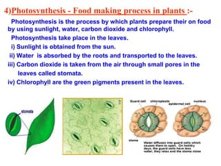 VII-nutrition in plants