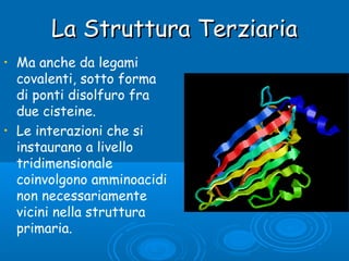 La Struttura TerziariaLa Struttura Terziaria
• Ma anche da legami
covalenti, sotto forma
di ponti disolfuro fra
due cisteine.
• Le interazioni che si
instaurano a livello
tridimensionale
coinvolgono amminoacidi
non necessariamente
vicini nella struttura
primaria.
 