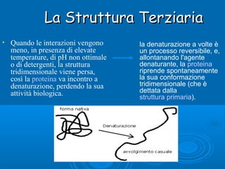La Struttura TerziariaLa Struttura Terziaria
• Quando le interazioni vengono
meno, in presenza di elevate
temperature, di pH non ottimale
o di detergenti, la struttura
tridimensionale viene persa,
così la proteina va incontro a
denaturazione, perdendo la sua
attività biologica.
la denaturazione a volte è
un processo reversibile, e,
allontanando l'agente
denaturante, la proteina
riprende spontaneamente
la sua conformazione
tridimensionale (che è
dettata dalla
struttura primaria).
 