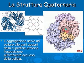 La Struttura QuaternariaLa Struttura Quaternaria
• L’aggregazione serve adL’aggregazione serve ad
evitare alle parti apolarievitare alle parti apolari
della superficie proteicadella superficie proteica
l’esposizionel’esposizione
all’ambiente acquosoall’ambiente acquoso
della cellula.della cellula.
 