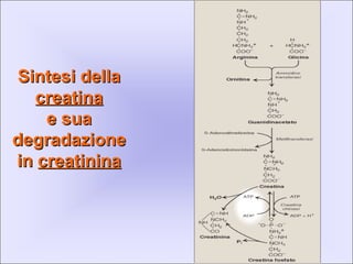 Sintesi dellaSintesi della
creatinacreatina
e suae sua
degradazionedegradazione
inin creatininacreatinina
 