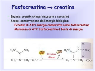 FosfocreatinaFosfocreatina →→ creatinacreatina
 Enzima: creatin chinasi (muscolo e cervello)Enzima: creatin chinasi (muscolo e cervello)
 Scopo: conservazione dell’energia biologica:Scopo: conservazione dell’energia biologica:

Eccesso di ATP: energia conservata come fosfocreatinaEccesso di ATP: energia conservata come fosfocreatina

Mancanza di ATP: fosfocreatina è fonte di energiaMancanza di ATP: fosfocreatina è fonte di energia
 