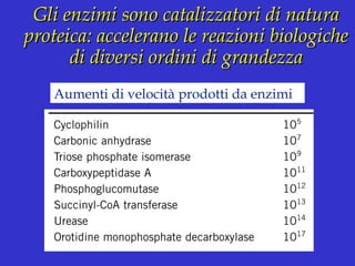 Gli enzimi sono catalizzatori di naturaGli enzimi sono catalizzatori di natura
proteica: accelerano le reazioni biologicheproteica: accelerano le reazioni biologiche
di diversi ordini di grandezzadi diversi ordini di grandezza
Aumenti di velocità prodotti da enzimi
 