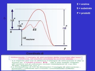 G
Coordinata di
reazione
∆Greazione
∆G
S
P
ES
∆Gc
∆G
E = enzima
S = substrato
P = prodotti
 