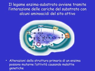 Il legame enzima-substrato avviene tramite
l’interazione delle cariche del substrato con
alcuni aminoacidi del sito attivo
• Alterazioni della struttura primaria di un enzima
possono mutarne l’attività causando malattie
genetiche
 