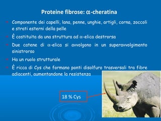 Proteine fibrose: α-cheratina
• Componente dei capelli, lana, penne, unghie, artigli, corna, zoccoli
e strati esterni della pelle
• È costituita da una struttura ad α-elica destrorsa
• Due catene di α-elica si avvolgono in un superavvolgimento
sinistrorso
• Ha un ruolo strutturale
• È ricca di Cys che formano ponti disolfuro trasversali tra fibre
adiacenti, aumentandone la resistenza
18 % Cys
 