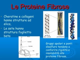 Le Proteine FibroseLe Proteine Fibrose
• Cheratine e collageni
hanno strutture ad
elica,
• Le sete hanno
struttura foglietto
beta
Gruppi apolari e ponti
disolfuro tendono a
conferire rigidità e
insolubilità alle
proteine fibrose.
 