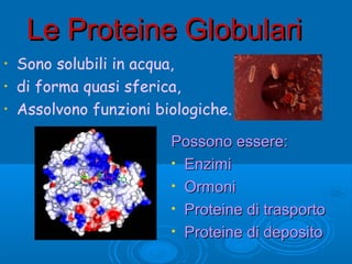 Le Proteine GlobulariLe Proteine Globulari
• Sono solubili in acqua,
• di forma quasi sferica,
• Assolvono funzioni biologiche.
Possono essere:Possono essere:
• EnzimiEnzimi
• OrmoniOrmoni
• Proteine di trasportoProteine di trasporto
• Proteine di depositoProteine di deposito
 