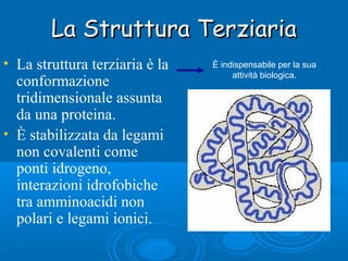 La Struttura TerziariaLa Struttura Terziaria
• La struttura terziaria è la
conformazione
tridimensionale assunta
da una proteina.
• È stabilizzata da legami
non covalenti come
ponti idrogeno,
interazioni idrofobiche
tra amminoacidi non
polari e legami ionici.
È indispensabile per la sua
attività biologica.
 