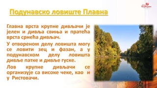 Подунавско ловиште Плавна
Главна врста крупне дивљачи је
јелен и дивља свиња и пратећа
врста срнећа дивљач.
У отвореном делу ловишта могу
се ловити зец и фазан, а у
подунавском делу ловишта
дивље патке и дивље гуске.
Лов крупне дивљачи се
организује са високе чеке, као и
у Ристовачи.
 