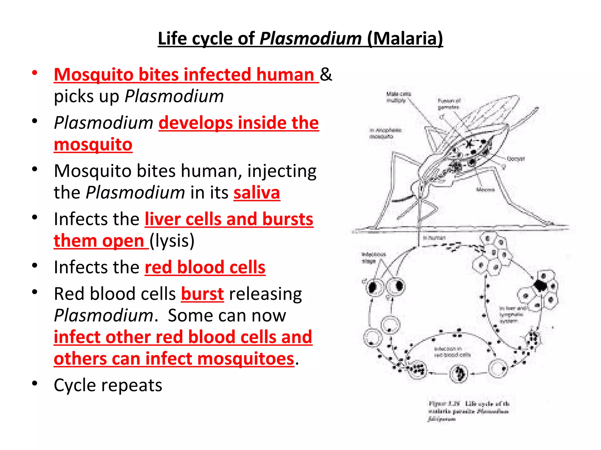 Life cycle of Plasmodium (Malaria)
• Mosquito bites infected human &
picks up Plasmodium
• Plasmodium develops inside the
mosquito
• Mosquito bites human, injecting
the Plasmodium in its saliva
• Infects the liver cells and bursts
them open (lysis)
• Infects the red blood cells
• Red blood cells burst releasing
Plasmodium. Some can now
infect other red blood cells and
others can infect mosquitoes.
• Cycle repeats
 