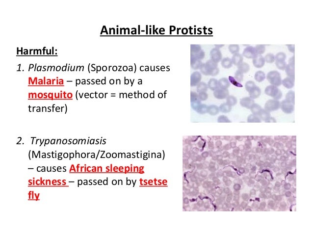 Ecological Roles Of Protists 2016
