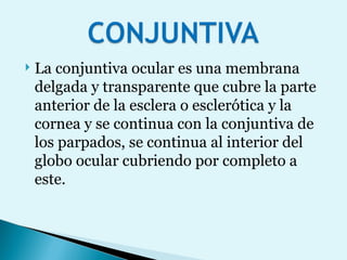 La conjuntiva ocular es una membrana delgada y transparente que cubre la parte anterior de la esclera o esclerótica y la cornea y se continua con la conjuntiva de los parpados, se continua al interior del globo ocular cubriendo por completo a este. 