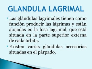 Las glándulas lagrimales tienen como función producir las lágrimas y están alojadas en la fosa lagrimal, que está situada en la parte superior externa de cada órbita. Existen varias glándulas accesorias situadas en el párpado. 